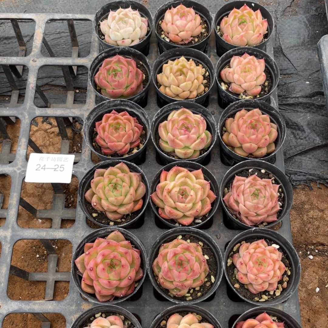 一物一拍18棵24-25