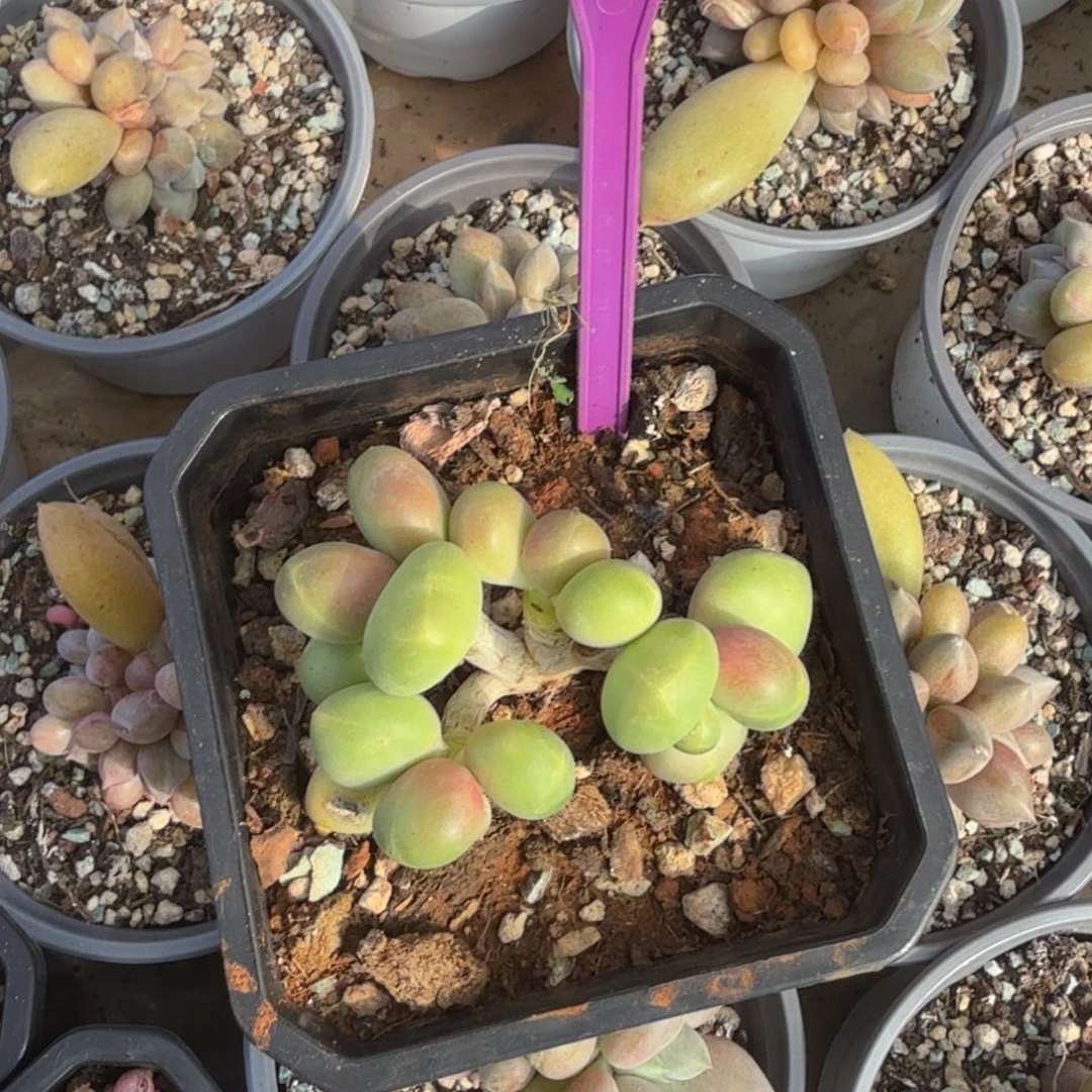 桂***子芒果奶一物一拍554