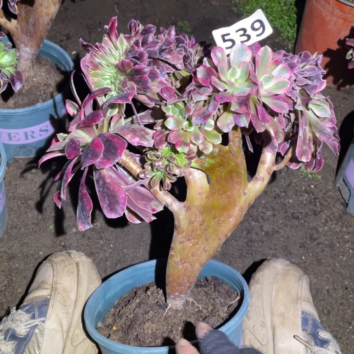 539号美杜莎缀化20厘米左右