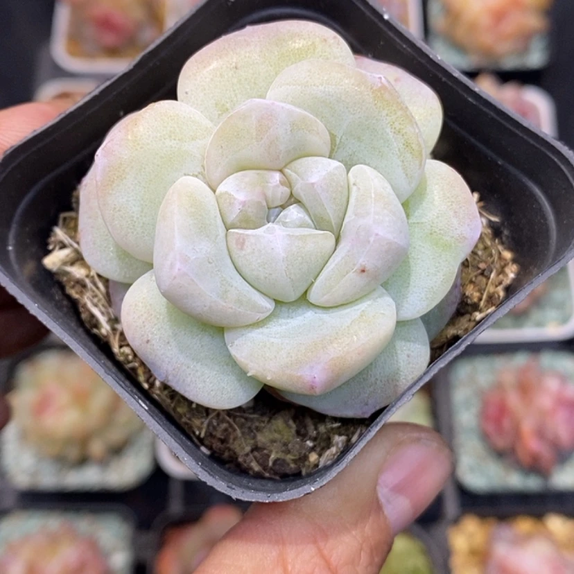 【闪购商品】多****?冰玉石化多肉