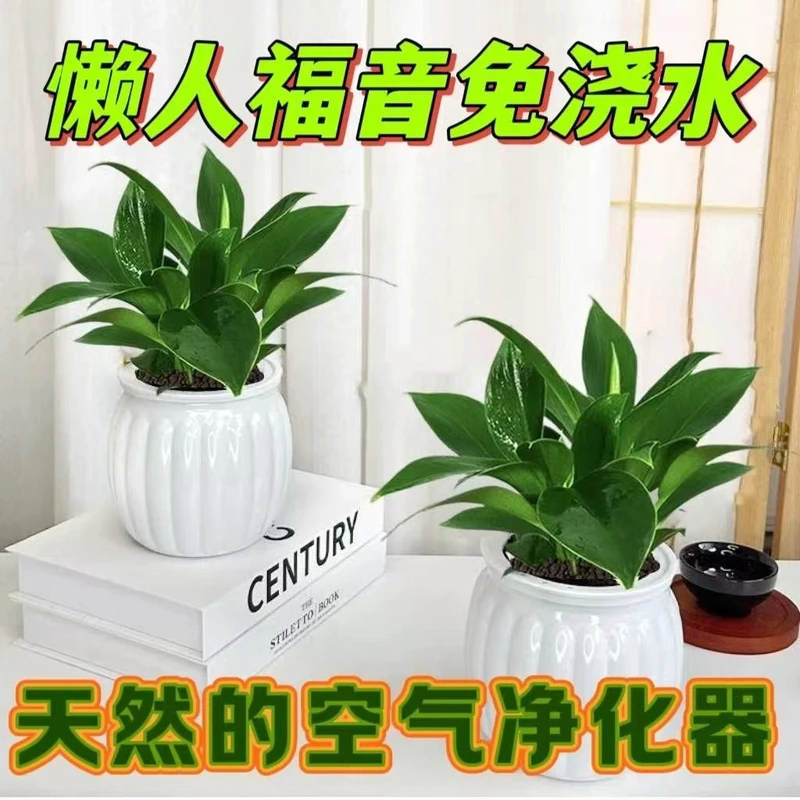 大叶金钻绿植客厅花卉净化空气四季常青美观易活吸除甲醛植物