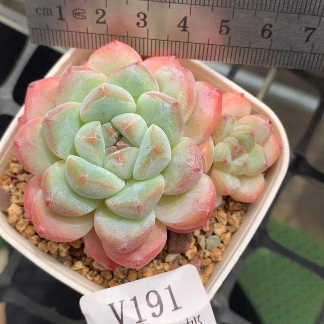 191。厚梦。冰玉杂。