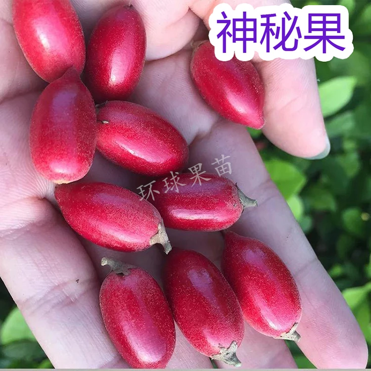 神秘果苗矮化品种盆栽地栽都可以