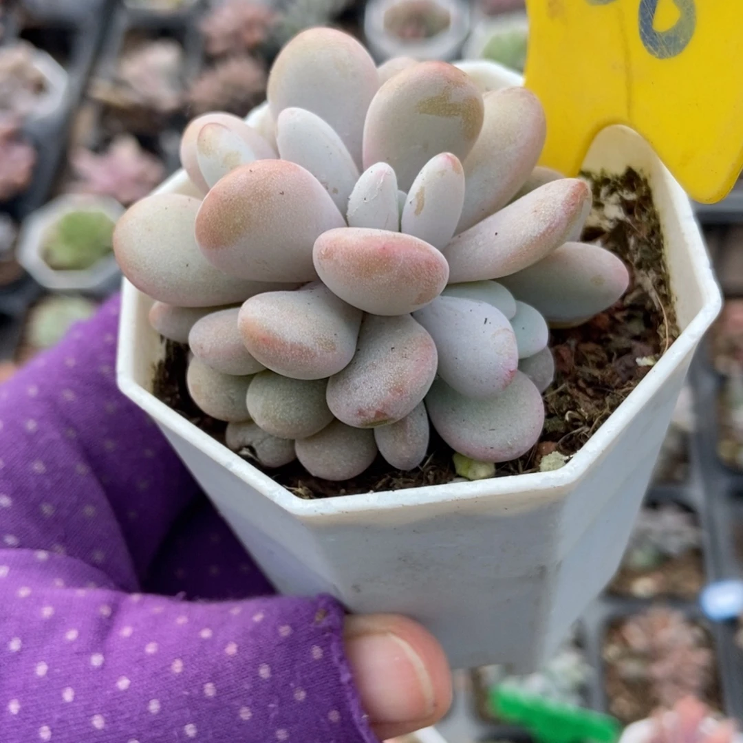 956粉兔多肉植物多肉