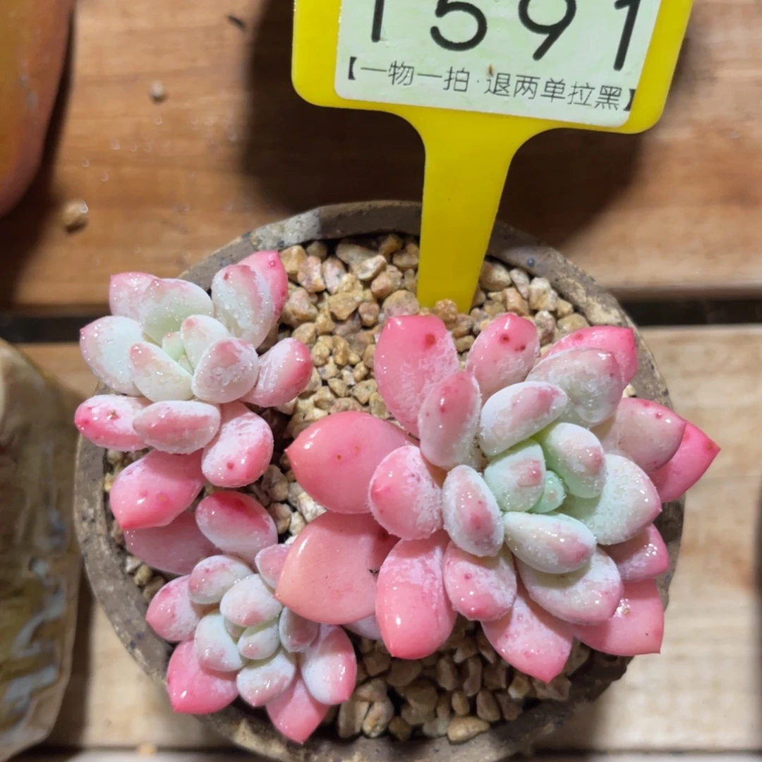 云尘多肉一物一拍不含盆1591