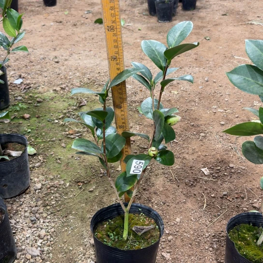 少量花朵（建议范围：2朵-5朵 或40%以下）590戴安娜