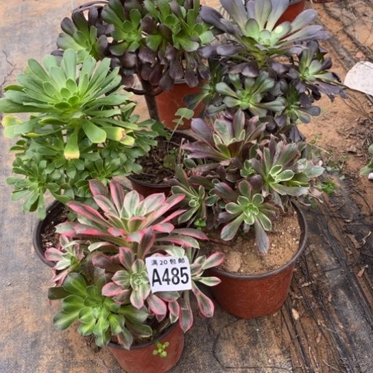 485五个法师不包断枝