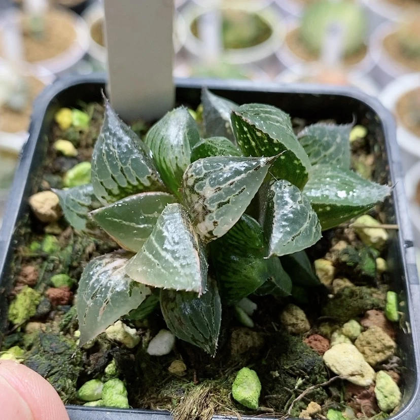 【闪购商品】162酒吞