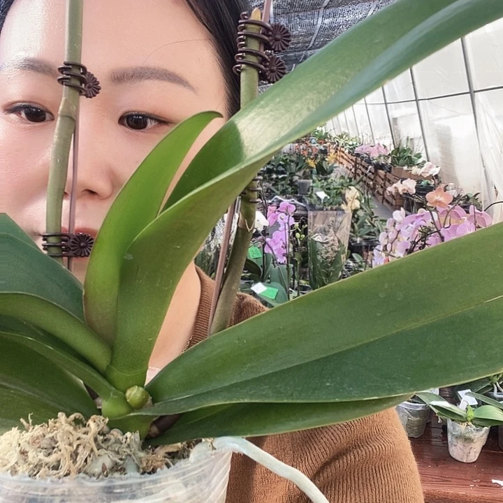 无花朵粉曼蝴蝶兰
