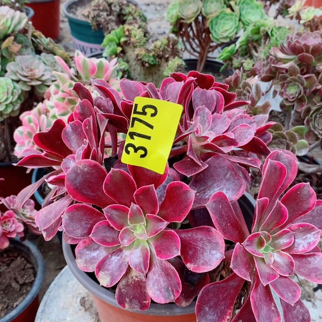 美杜莎多肉植物3175