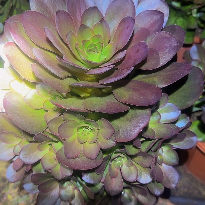 魅金玫瑰捧花亏本福利