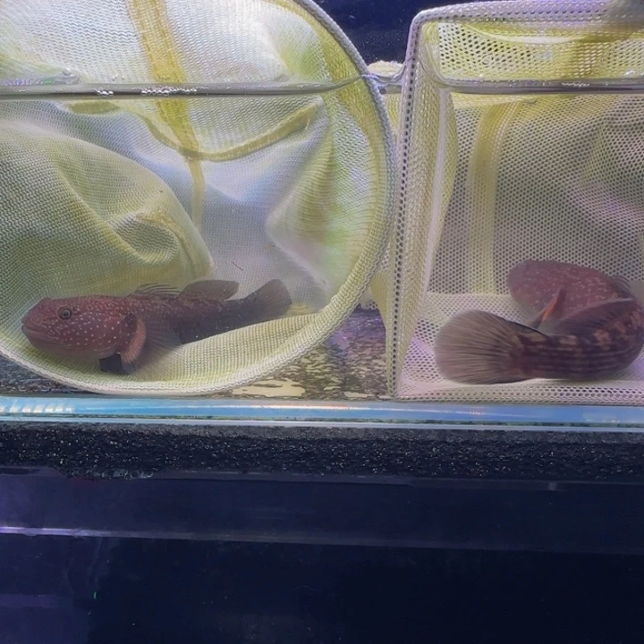 接吻鱼短棘稿8-9一对