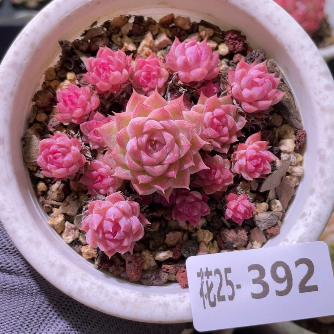 花利美25-392女王