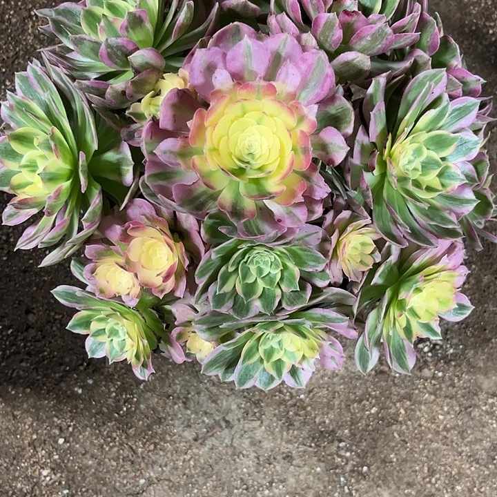 多肉植物海仙锦…………