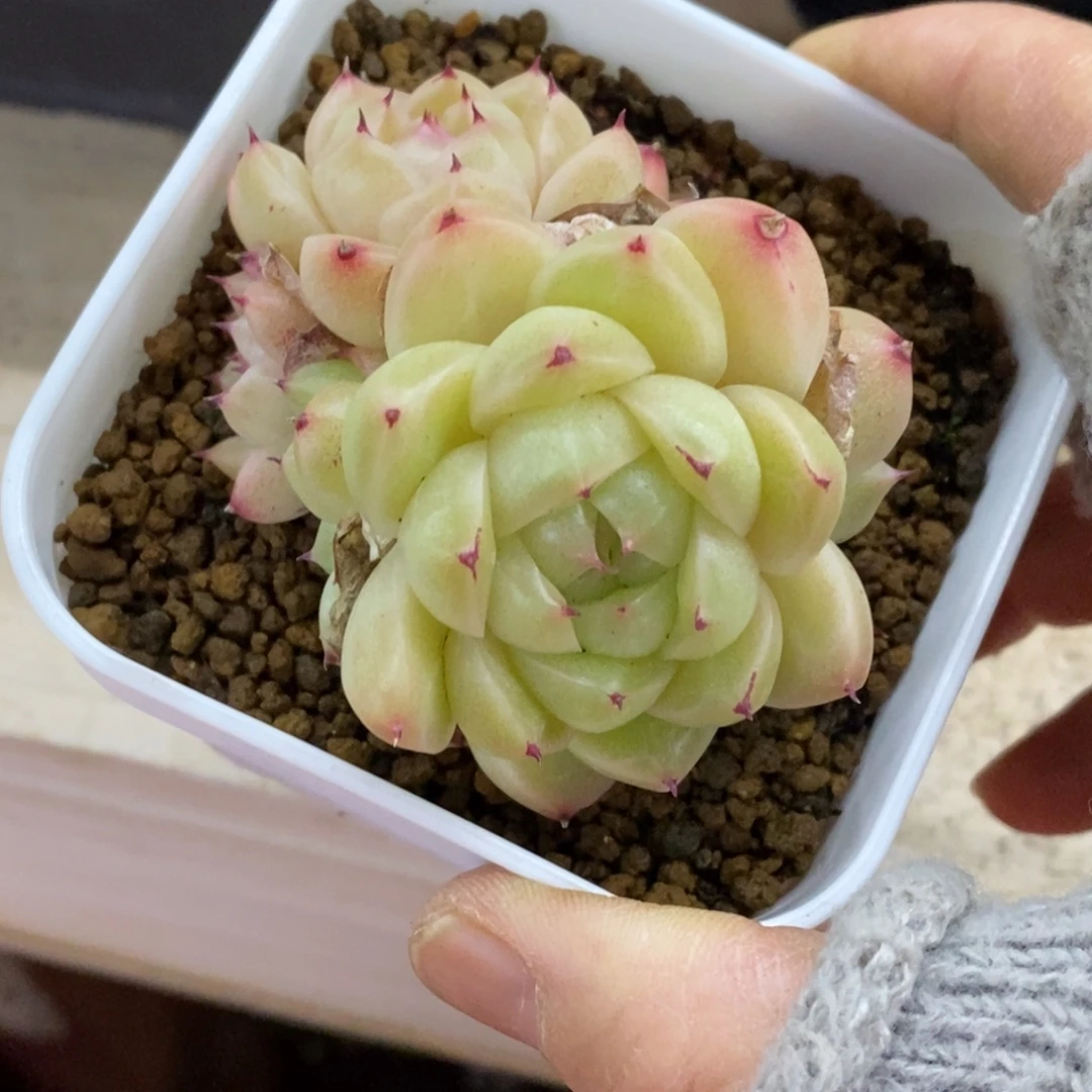 精品多肉一物一拍不包整337