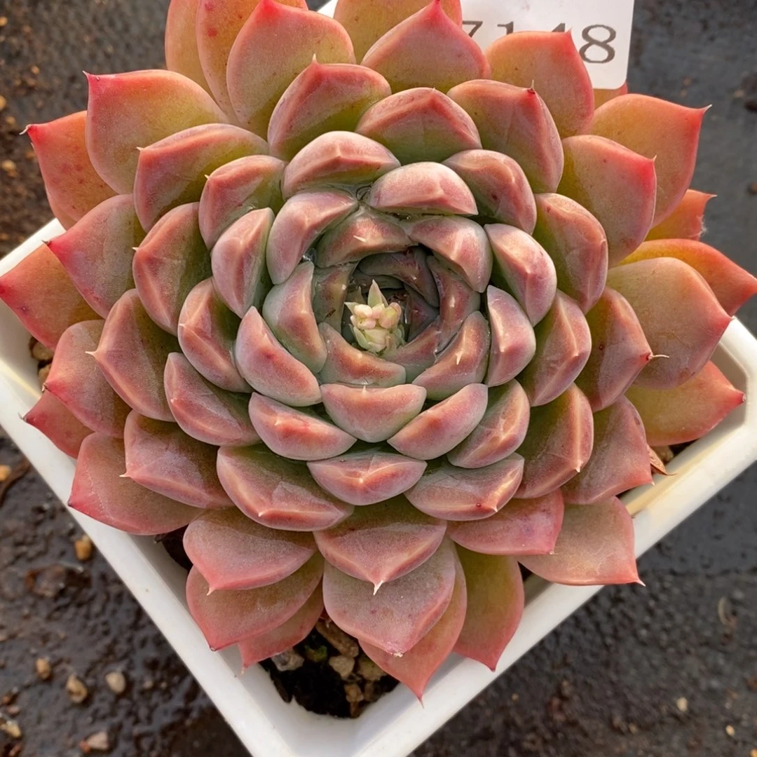 7148杂交多肉老桩