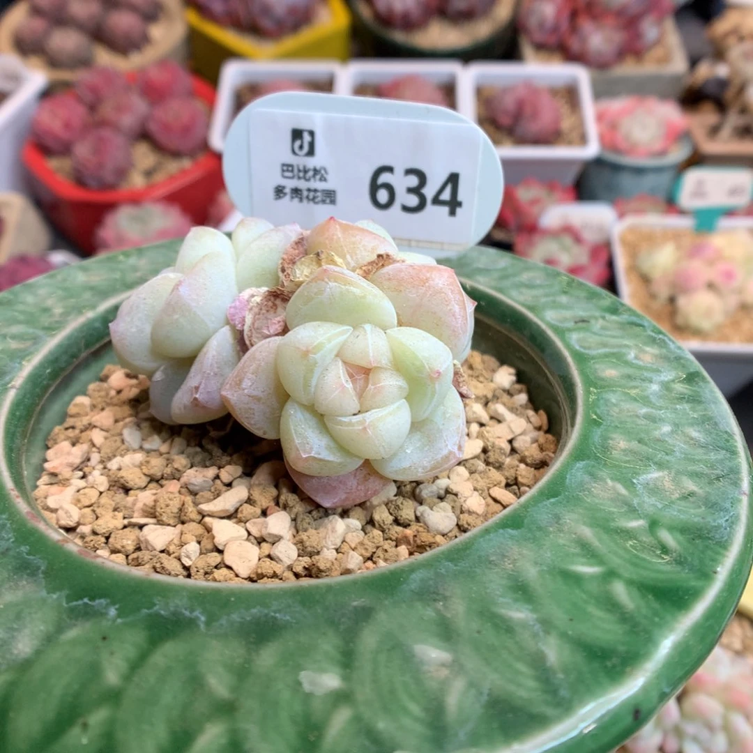 .634 粉透冰玉多肉