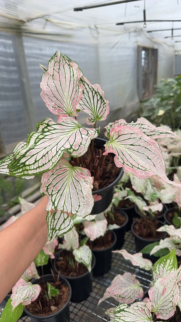 量拍彩叶芋粉色和声大球