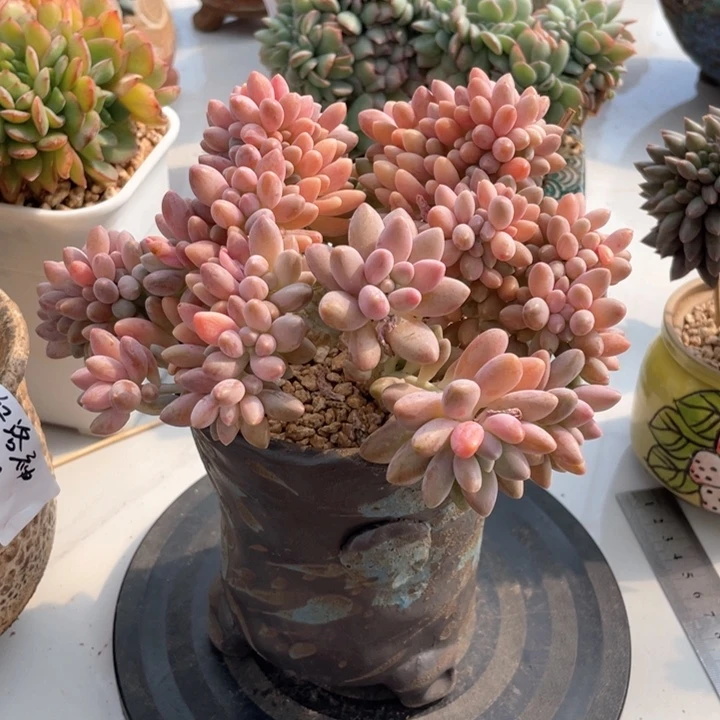 新黛露缀化多肉多肉