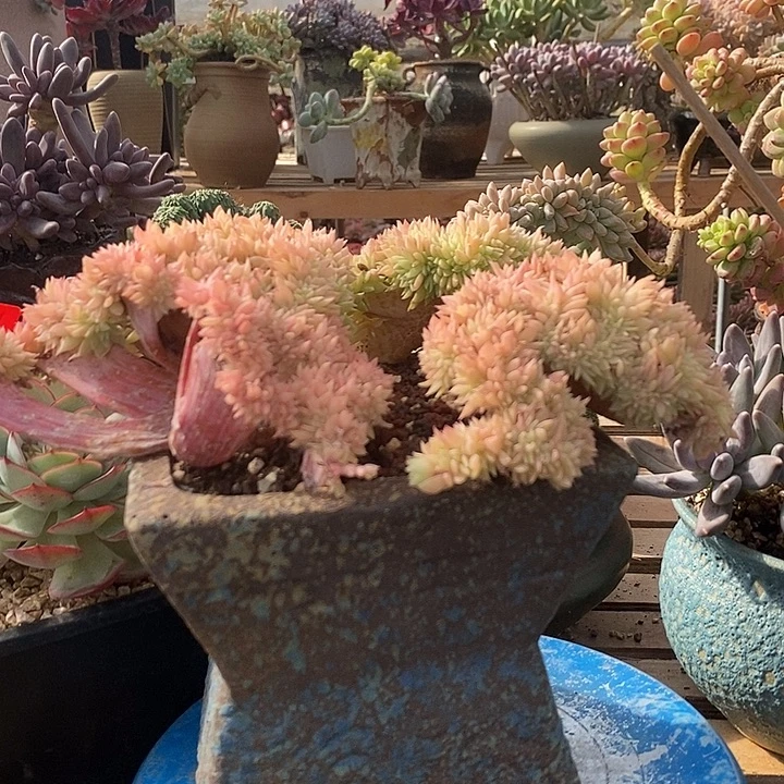 多肉植物肉肉植物