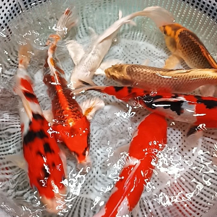 锦鲤22～26公分之间7条