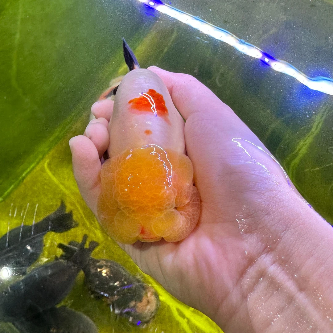 锤锤家精品兰寿（8-15cm）