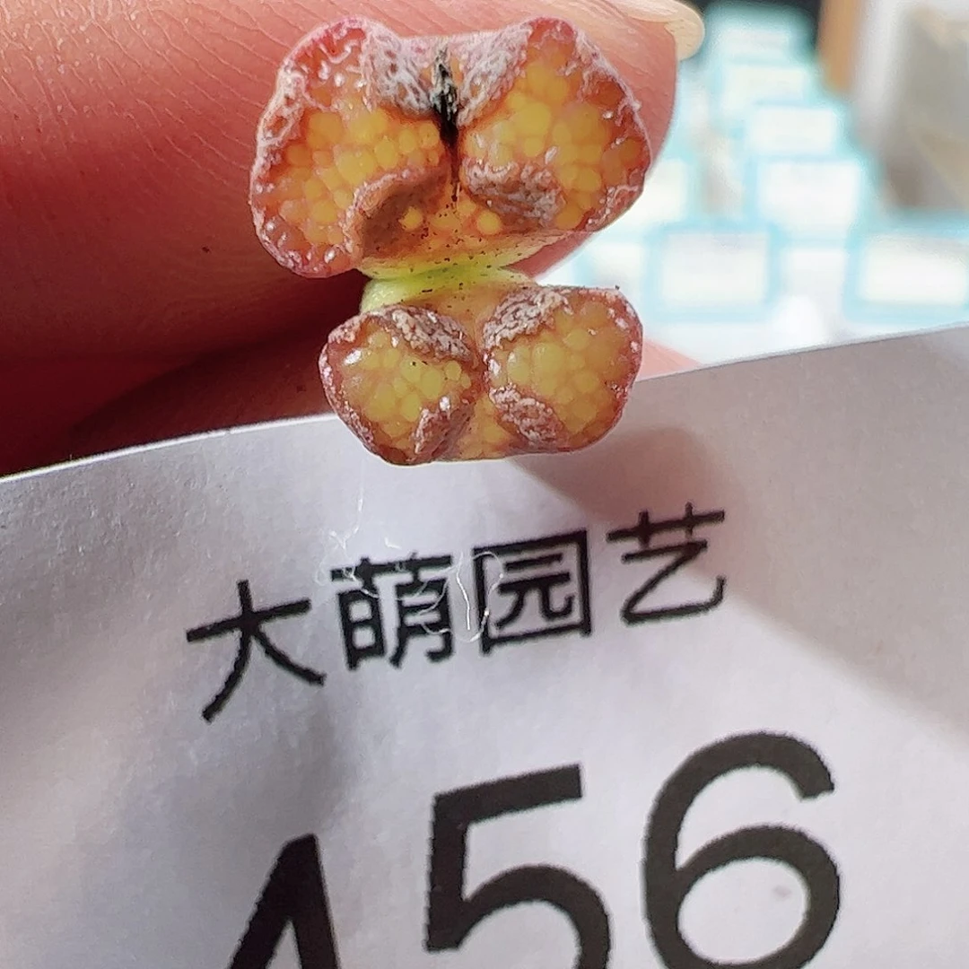 0000456 一物一拍……