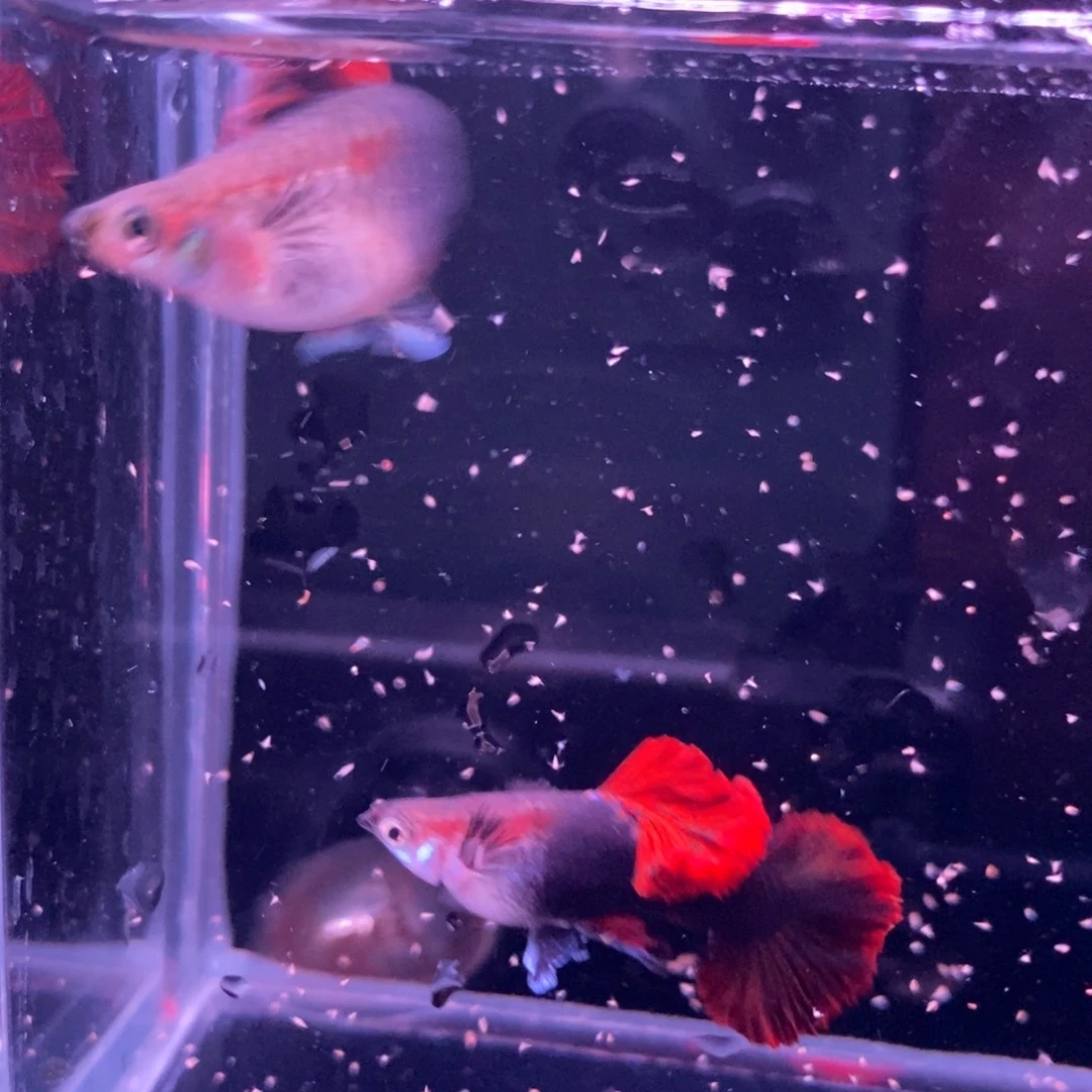 孔雀鱼菊花帆一对
