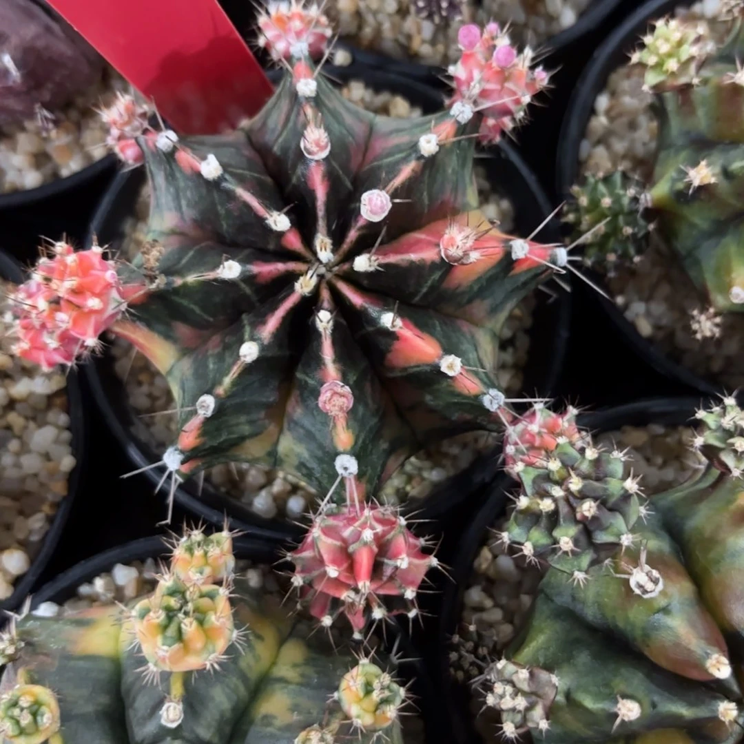 297-1213泰国发货多肉