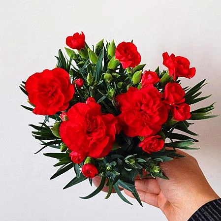 【拍一发二】康乃馨盆栽花苗带花苞室内阳台庭院花卉绿植鲜花好养四