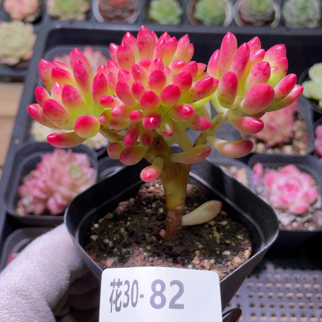 花利美30-82青松缀化