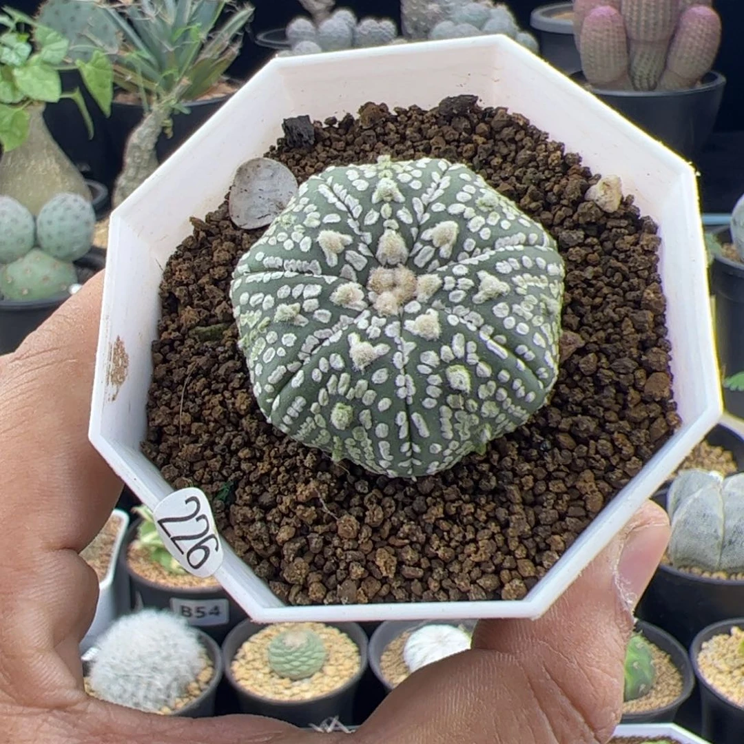 海星v兜实生3.8一物一拍