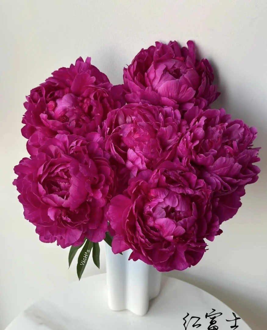 [红粉搭配]高山芍药鲜切花  甘肃基地直发