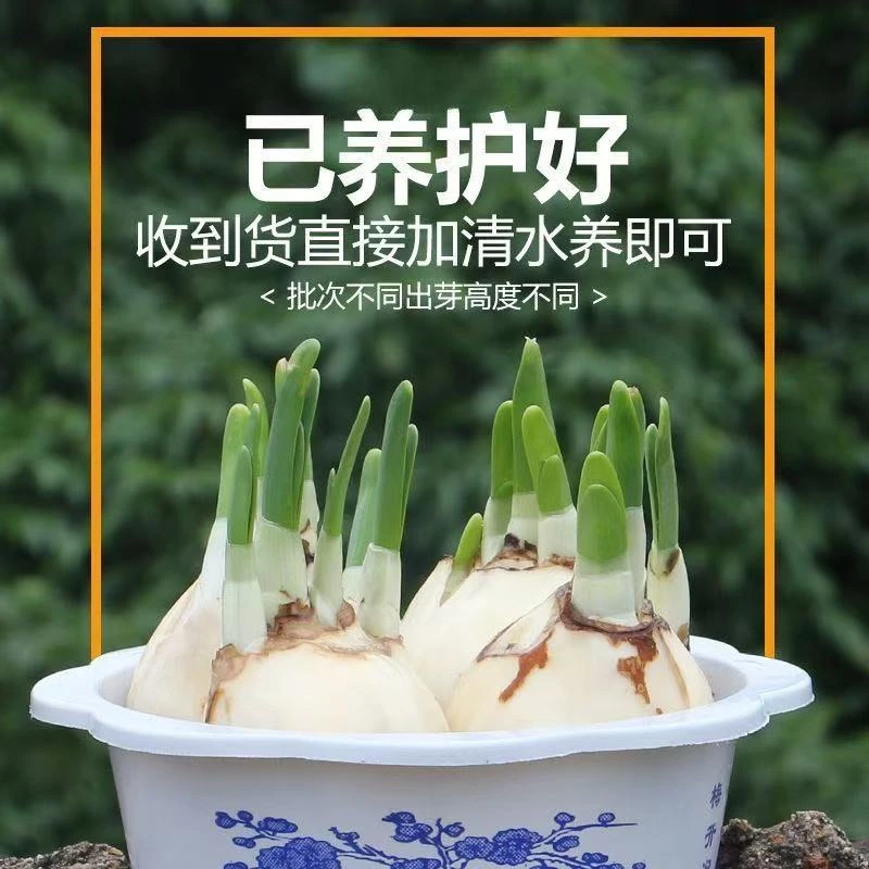 漳州正宗水仙花种球水培盆栽花卉四季开花耐寒耐热好养活