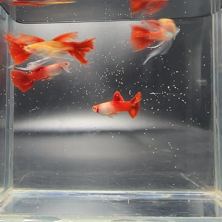 孔雀鱼艾尔银红尾大C2对送1母