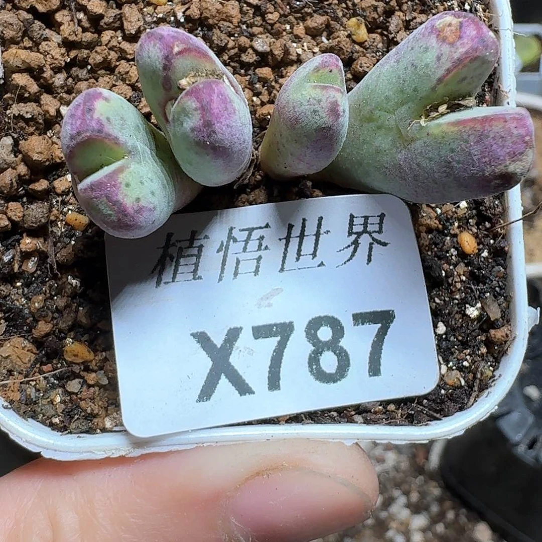 787号多肉植物哇f g h