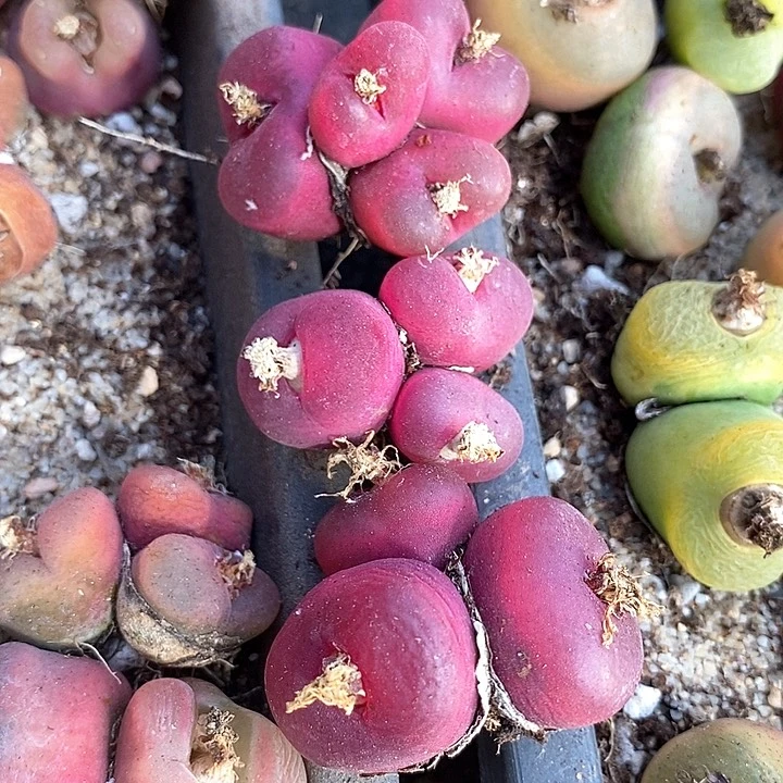 ?*南21522一组群生