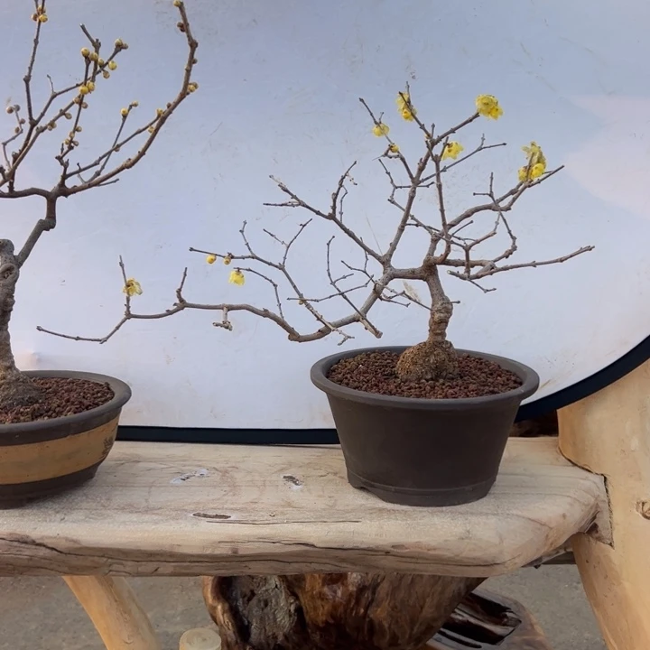 菜***谭无花朵腊梅盆景腊梅盆景腊梅盆景