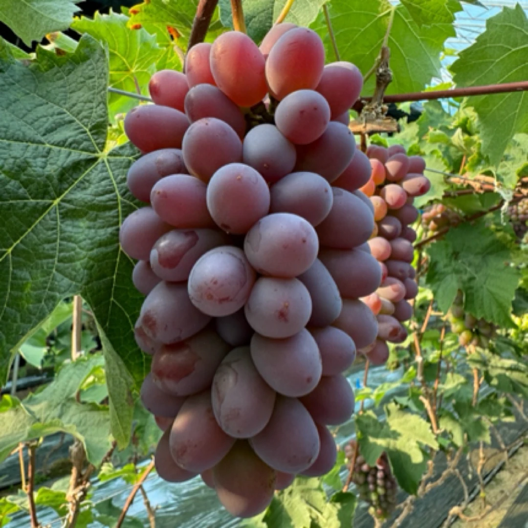 庄河茉莉香葡萄郁金香现摘现发顺丰发货