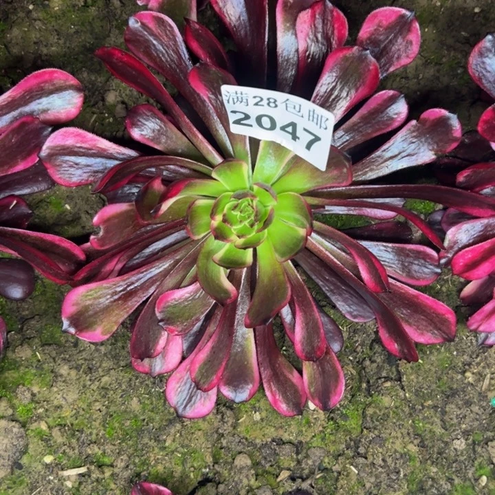 君*兰2047送的赤兔多肉植物