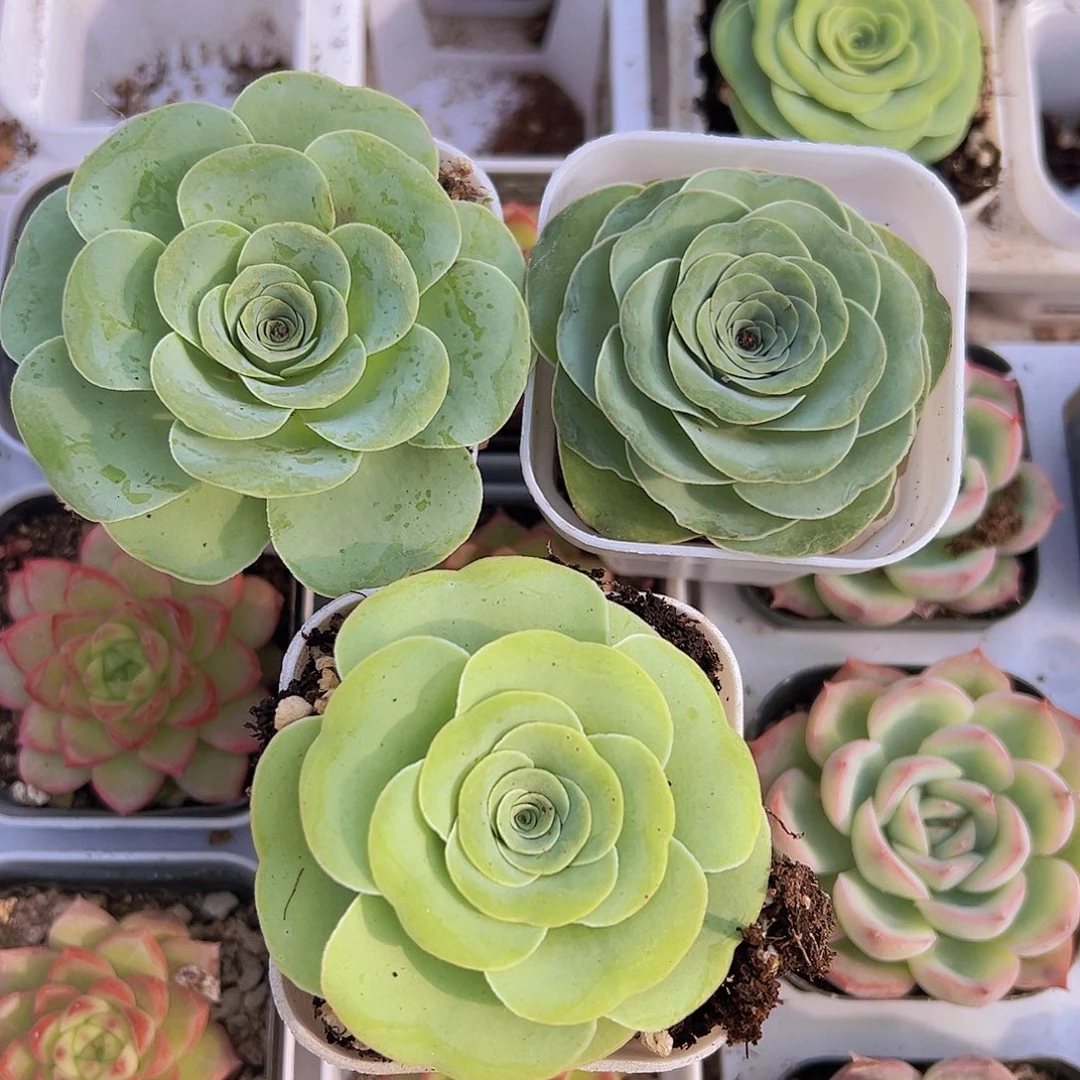 玫瑰组合3颗多肉植物