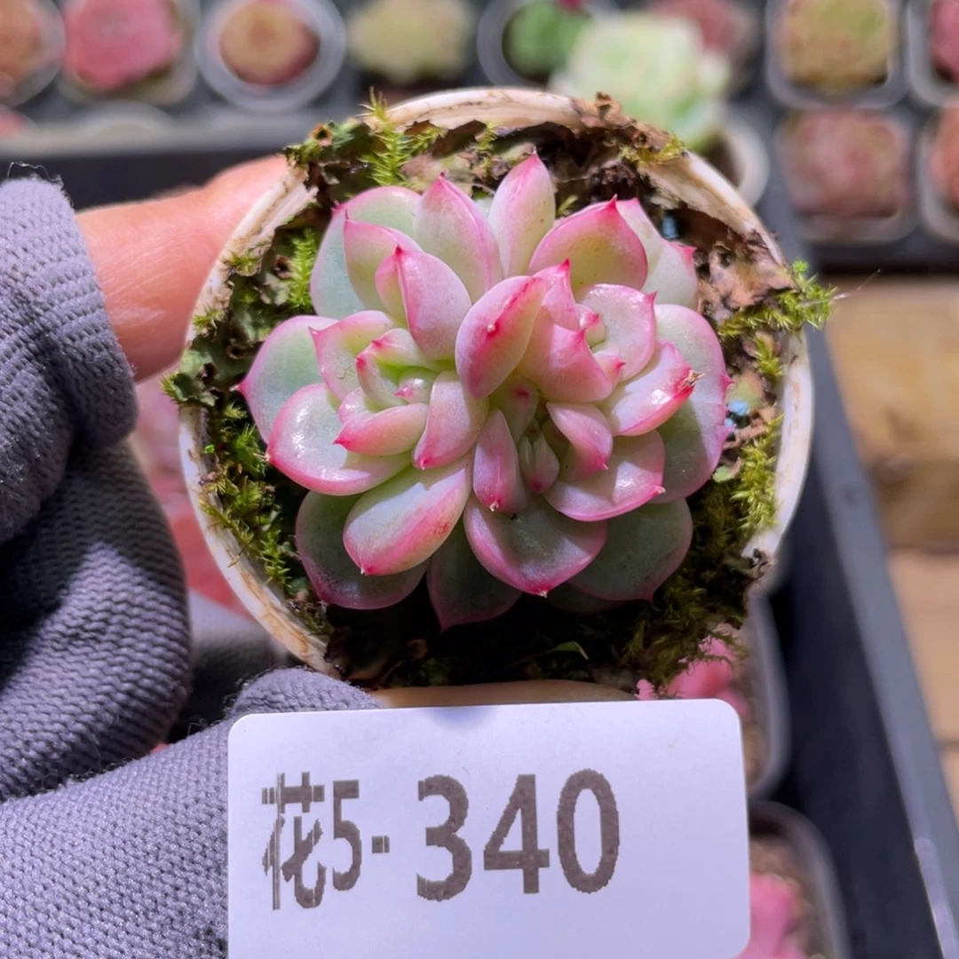 花利美5-340新品