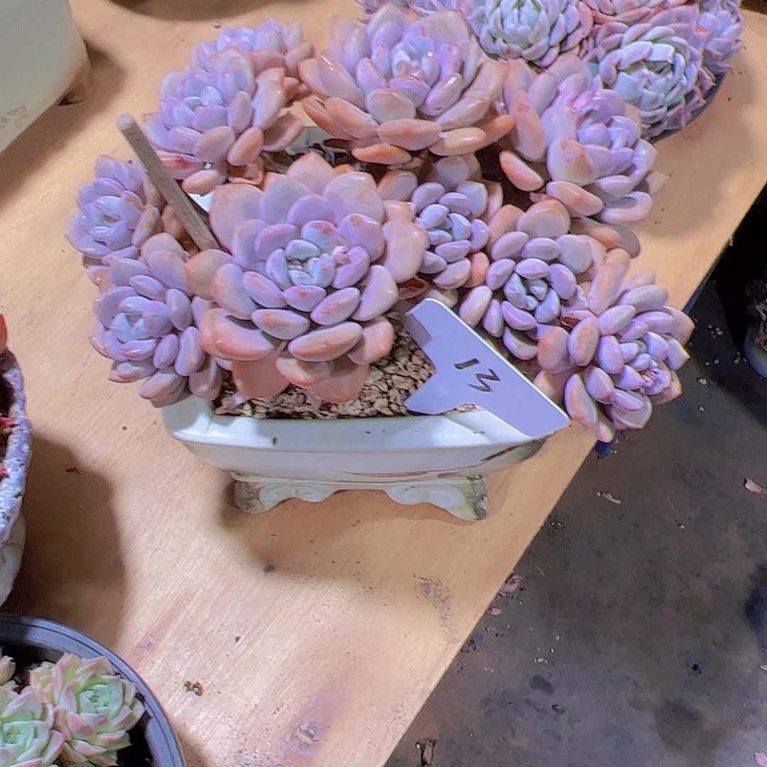 A***n13白露。。。。。。。。