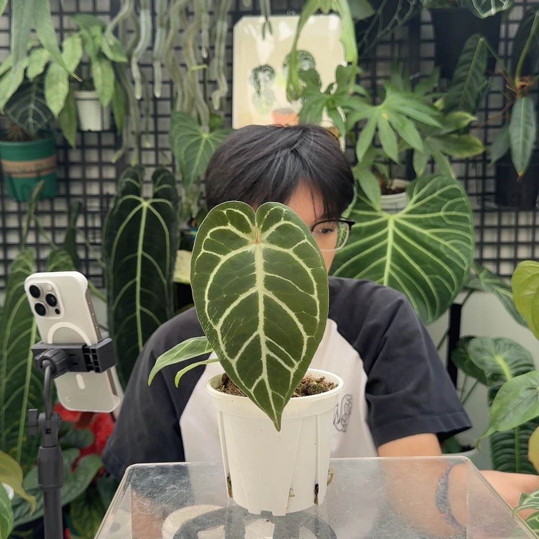 完全开放D52粉脉撕裂纹