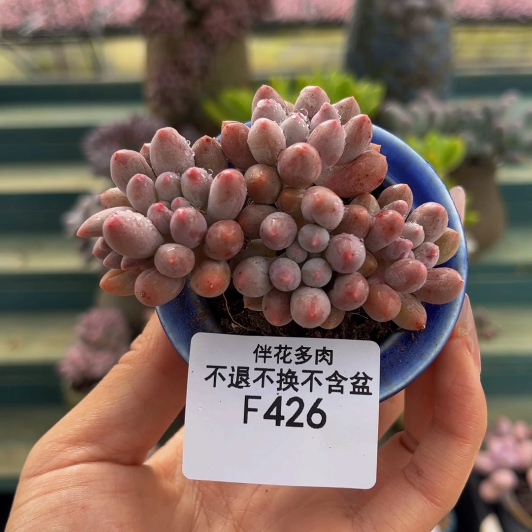 426-婴儿手指多肉6cm