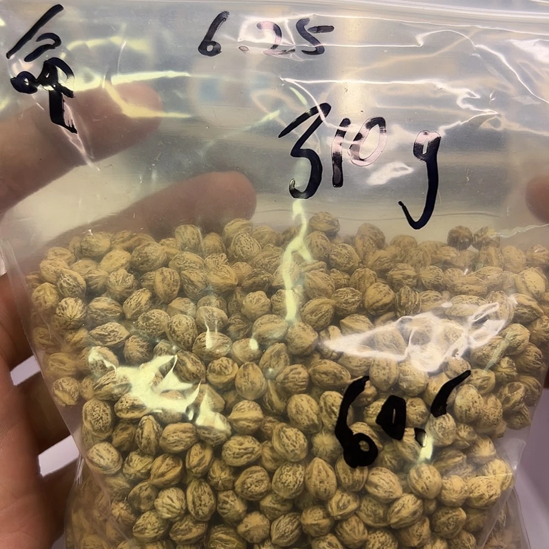 命***在柏香籽/百香籽吊坠