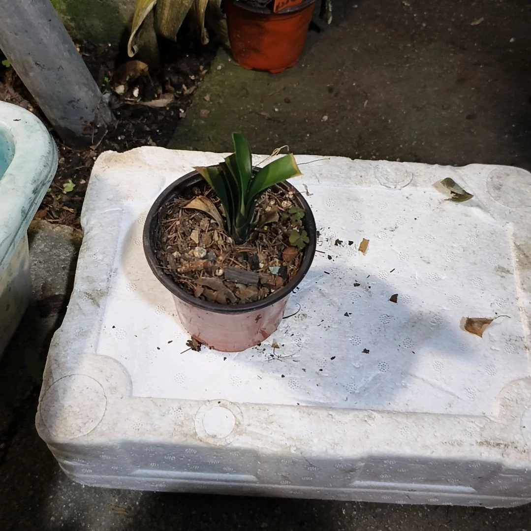 不***猬完全开放黑美人苗残叶一棵无售后