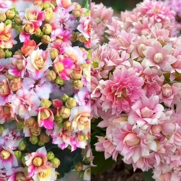 五花肉+超级玛丽110盆组合长寿花