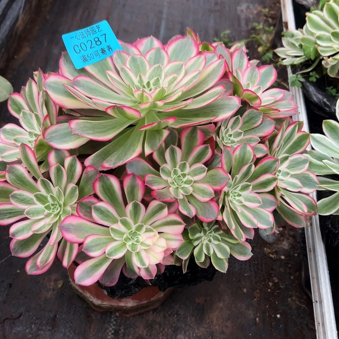 287多肉植物、孔雀翎