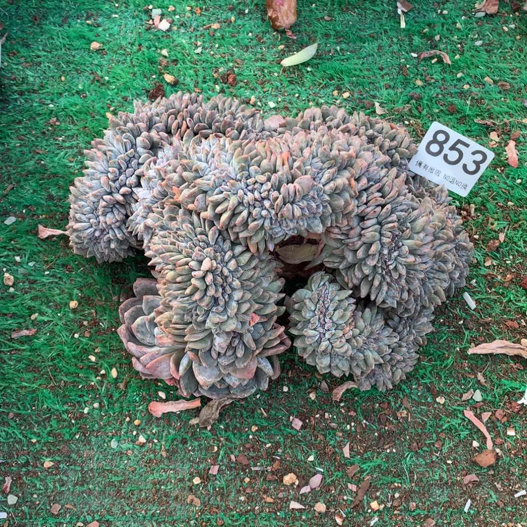 853橙子缀多肉植物微瑕